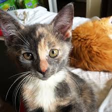 Cat Fur Colors Patterns And Genetics In 2020 Best Kitten Toys Kitten Toys Cat Fur