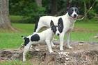 PuppyFind | Rat Terrier Puppies for Sale