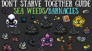 First, try to avoid turning into a beaver by cutting too much wood. Don T Starve Together Guide Sea Weeds Barnacles The Beard 777 Let S Play Index