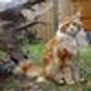Want to know if a kitten is a maine coon then look no further, we've listed some key things like maine coon fur thickness, body size, and traits to look for. Colossal Cats A Maine Coon Cattery Tampa Fl Alignable