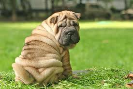 沙皮 shā pí) is a dog breed from southern china. Datei Shar Pei Puppy Age 2 Months Jpg Wikipedia