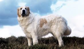 General characteristics of the great pyrenees. Great Pyrenees Breed Information