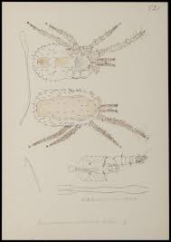 Drop us an online form for the 1st step towards a peace of. Dermanyssus Gallinae Wikipedia