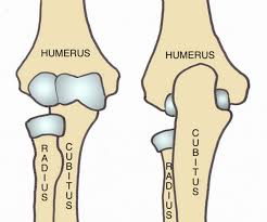 Check spelling or type a new query. Anatomie Du Coude Imms Institut De La Main Et Du Membre Superieur Imms