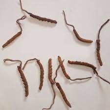 One of the best natural product from the hills of himalaya is yarsagumba (ophiocordyceps sinensis), also called keeda jadi or himalayan viagra. Organic Keeda Jadi Packaging Size 10 Pieces Packaging Type Box Rs 300 Piece Id 21069580597