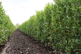 Mulch soil to conserve moisture and reduce temperature. Hedges Shrubs For Shade Hedges That Grow In Shade