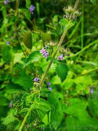 Image result for Hyptis