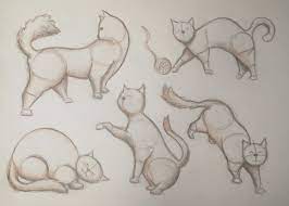 Dessiner les bases de la conception : Comment dessiner les poses animales  du chat | Winged Canvas Art | Skillshare