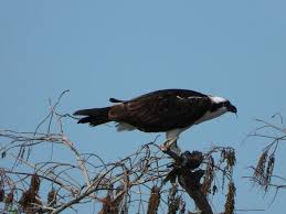 Birds Of Prey Central Florida Bird Travel Photos Birding Sites Bird Information Osprey Eating A Fish Eagle Lakes Community Park N In 2020 Eagle Lake Bird Photography Community Park