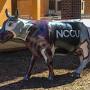 Profile Picture of Quintin Neal - Campus Echo Online (@campusecho.com) on Google