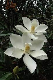 Little Gem Magnolia Magnolia Grandiflora Little Gem At Calloway S Nursery Southern Magnolia Tree Magnolia Grandiflora Little Gem Magnolia Flower