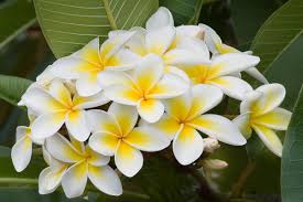 4 more photos view gallery. Frangipani Growing It And Advice On How To Care For It