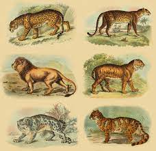 Pantherinae - Wikipedia