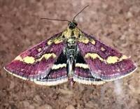 Image result for Pyrausta purpuralis