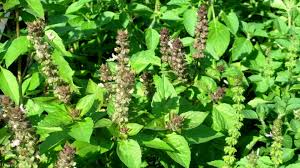 Image result for Ocimum angustifolium