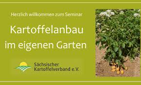 Jetzt werden die kartoffeln in den kübel gepflanzt. Seminar Kartoffelanbau Im Eigenen Garten Jetzt Auch Online Sachsischer Kartoffelverband E V