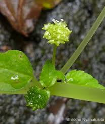 Image result for Lecanthus peduncularis