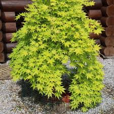 Yougarden acer palmatum dissectum plant, 3 litre pot. Acer Pflanzenkombinationen Matelma