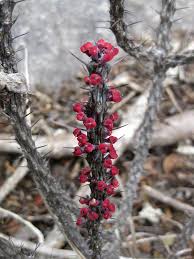 Image result for Euphorbia unicornis