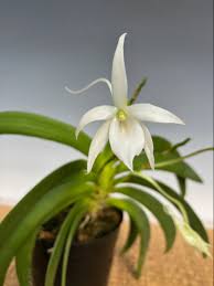 Image result for Angraecopsis amaniensis