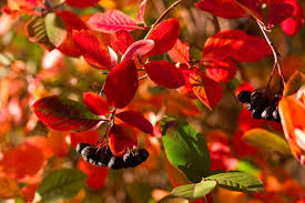 Juni bis oktober zeigen sich orangerote blüten , kleine, seidig behaarte blätter 10 Straucher Baume Mit Intensiver Herbstfarbung Plantura