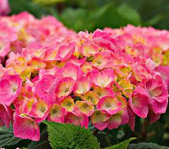 Hydrangea Macrophylla Let S Dance Big Easy White Flower Farm White Flower Farm Easy Hydrangea Flowers