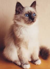 ƈsyaaℓiye Ae On Twitter Chat Sacre De Birmanie Sacre De Birmanie Image Chat