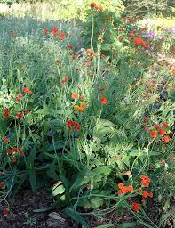 Image result for Emilia coccinea