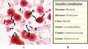 Image result for Group D Streptococcus
