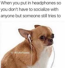 100 Chihuahua Memes That Ll Make You Laugh Harder Than You Should
