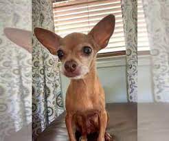 In collaboration with national mill dog rescue we were able to free these animals from lives of overbreeding and inhumanity and provide a better tomorrow. 6dp H5k8os0spm