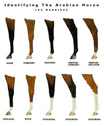 Leg Markings Level 1 2 Horses Horse Markings Horse