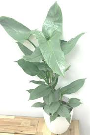 Philodendron Hastatum Silver Sword Rare House Plant In 2020 Philadendron Plant Philodendron Plant Plants