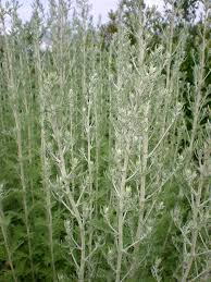 Image result for Artemisia afra