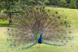 Penyebab utama berkurangnya flora dan fauna di inggris dan bahkan ada yang punah adalah karena adanya. Fauna Dan Flora Indonesia The Beauty Of Indonesia