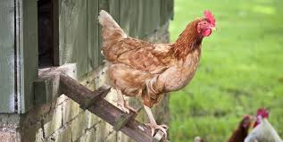 23 best backyard chicken coops you can buy right now. 23 Best Chicken Coop Kits For Sale Cool Backyard Chicken Coops To Buy