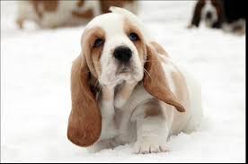 Maybe you would like to learn more about one of these? Our Basset Hound Puppy S First Time In The Snow Hound Puppies Puppies Cute Dogs