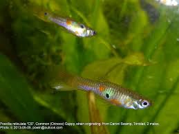 Image result for Tricalysia sp. E