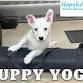 Puppy Yoga event image