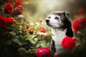 We did not find results for: Wajah Bunga Mawar Anjing Bokeh Wallpaper Hd Wallpaperbetter