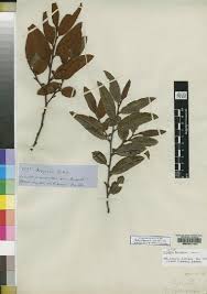 Image result for Balthasaria schliebenii