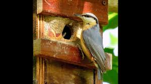 On peut construire son nichoir à mésanges en récupérant une bûche de bois à évider qui servira d'abri pour les oisillons. Comment Bien Placer Ses Nichoirs Youtube