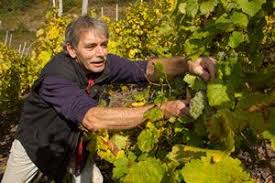 Weinreben Schneiden Anleitung Zum Rebschnitt Reben Wein Schneiden Weinrebe