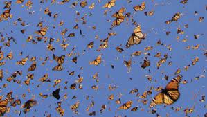 Lily Wang On Twitter Monarch Butterflies Photography Aesthetic Wallpapers Butterfly Wallpaper