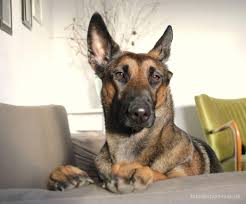 Eine zweite möglichkeit ist, eine flasche so zu durchbohren hundespiele sind nicht nur etwas für zuhause, alle oben genannten spiele können genauso gut draußen umgesetzt werden. Hund Zuhause Beschaftigen Die Besten Indoor Spiele Fur Hunde