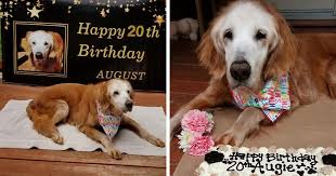 Although there is of course something insanely adorable about pupsters, the adults are equally amazing. This Cute Golden Retriever Becomes The First Golden Retriever To Reach The Age Of 20 Bored Panda