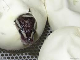 Image result for Dissotis anchietae