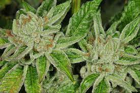 You can dial down the output to hang the. How Long Does It Take To Grow Cannabis Plants Potguide Com