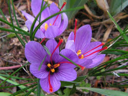 Growing And Harvesting A Saffron Crocus World Of Flowering Plants Saffron Crocus Saffron Flower Crocus Bulbs