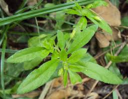 Image result for Glinus